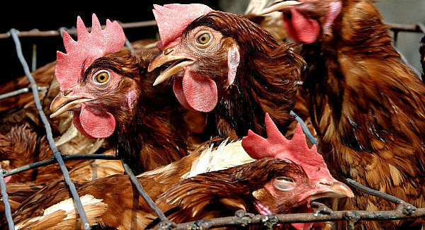 Public unaware chicken biggest poisoning risk