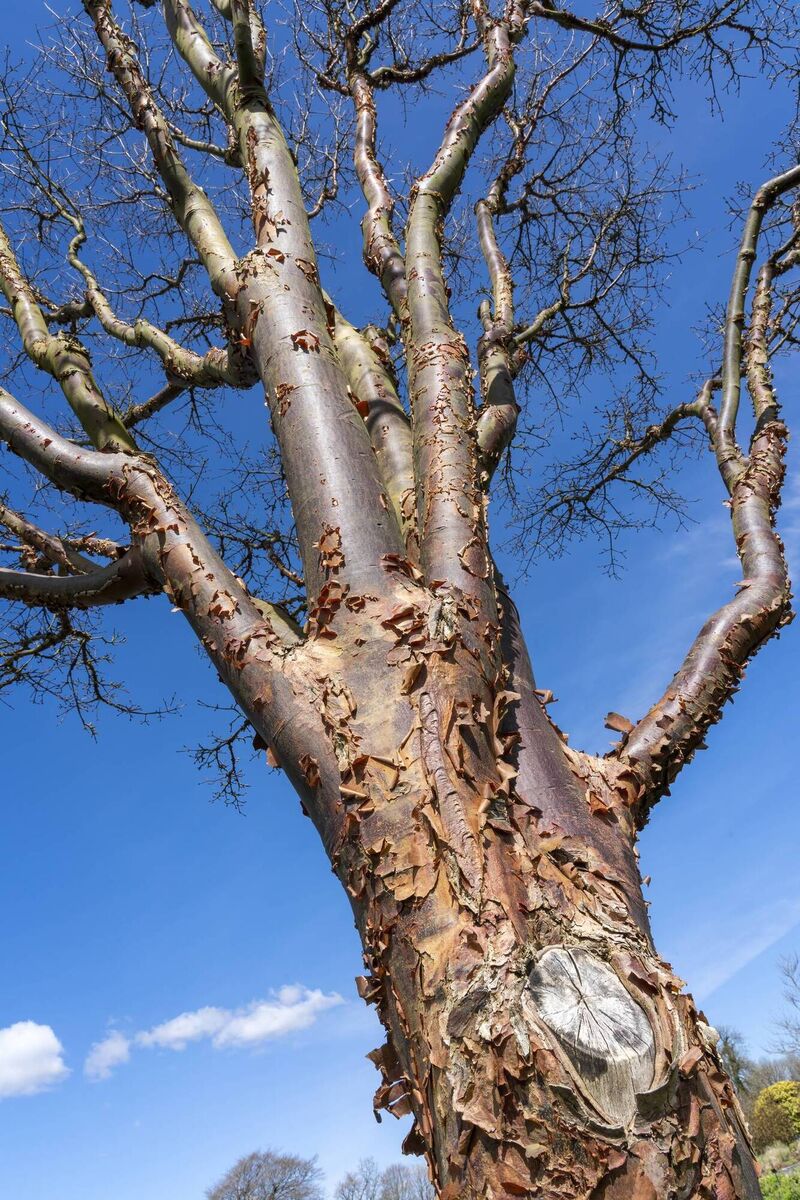 The Acer griseum tree, commonly known as paperbark maple. Picture: iStock The Acer griseum tree, commonly known as paperbark maple. Picture: iStock