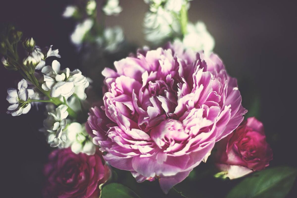 Paeonia officinalis. File picture: iStock Paeonia officinalis. File picture: iStock