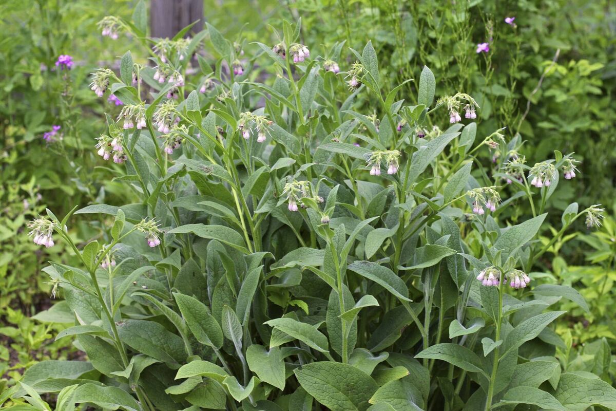 The common comfrey, Symphytum officinale, is a wildflower in Ireland.