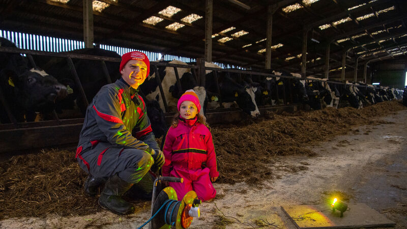 Stopping the starlings from partying with the cows in North Cork
