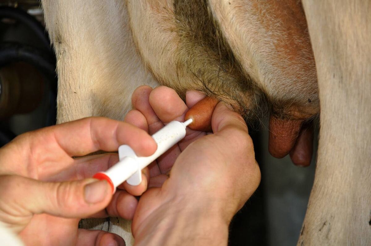 Farmers should channel their inner surgeon when approaching selective dry cow therapy - you can never be too clean, writes Hazell.
Farmers should channel their inner surgeon when approaching selective dry cow therapy - you can never be too clean, writes Hazell.
