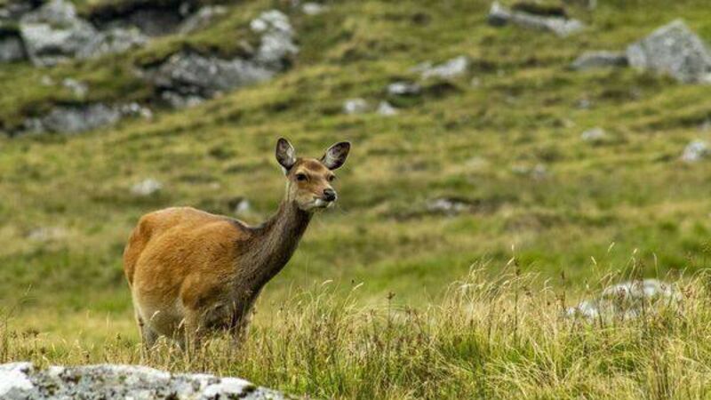 Three weeks left to respond to deer consultation