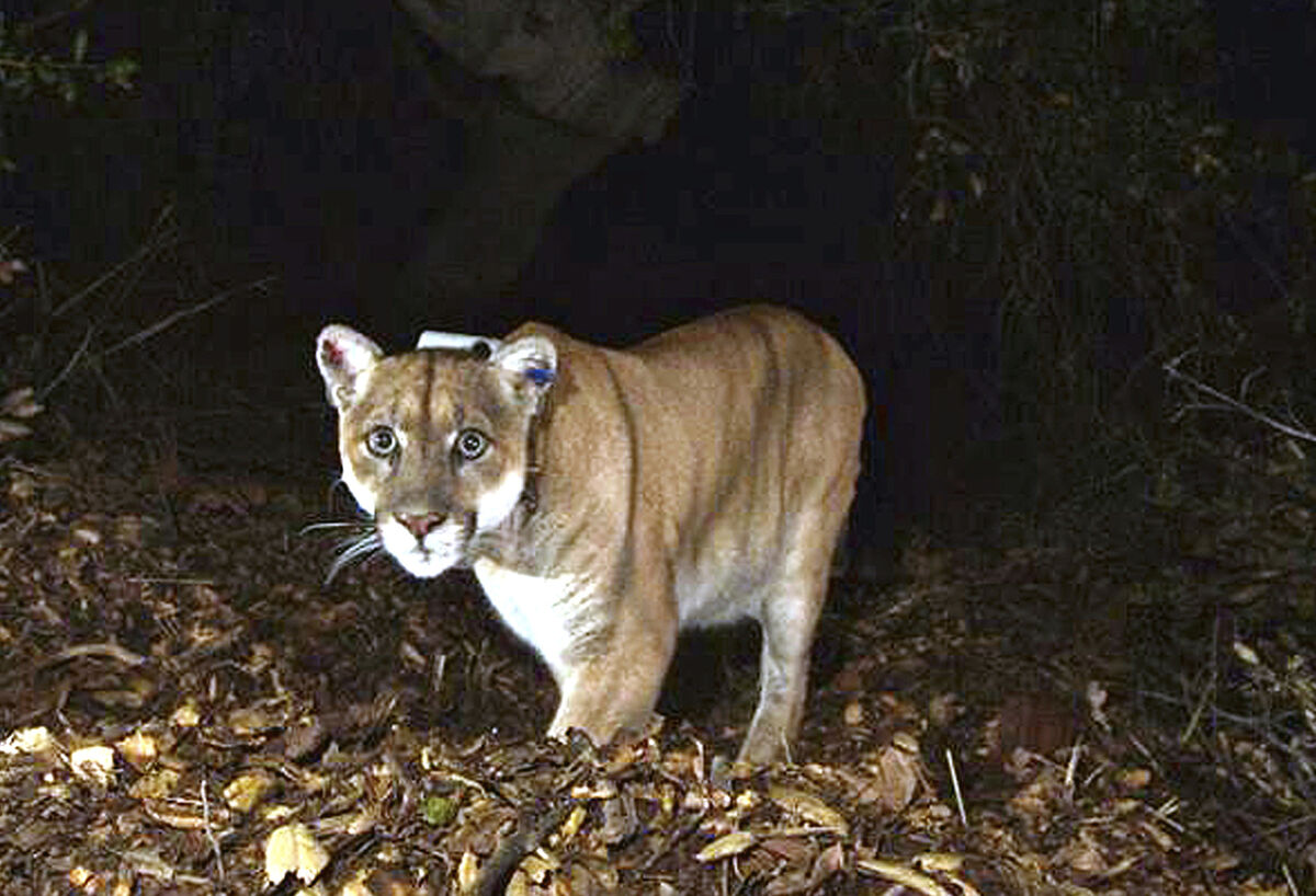 A mountain lion known as P-22, in the Griffith Park area near downtown Los Angeles. Picture: US National Park Service