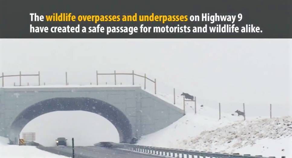 Colorado Highway 9 Wildlife Crossing Project Thanks to Colorado's first-of-its-kind wildlife overpass and underpass system, animlas are able to safely cross Highway 9. Researchers have recorded thousands of successful movements of animals including mule deer and elk using the crossing structures. Picture: Colorado Parks and Wildlife