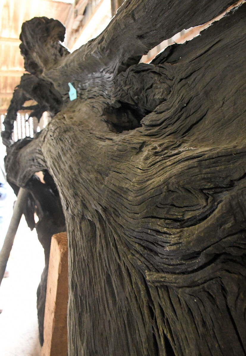 A large piece of bog oak unearthed from a bog at Tom Joe Murphy's farm near Tallow. Picture: Howard Crowdy