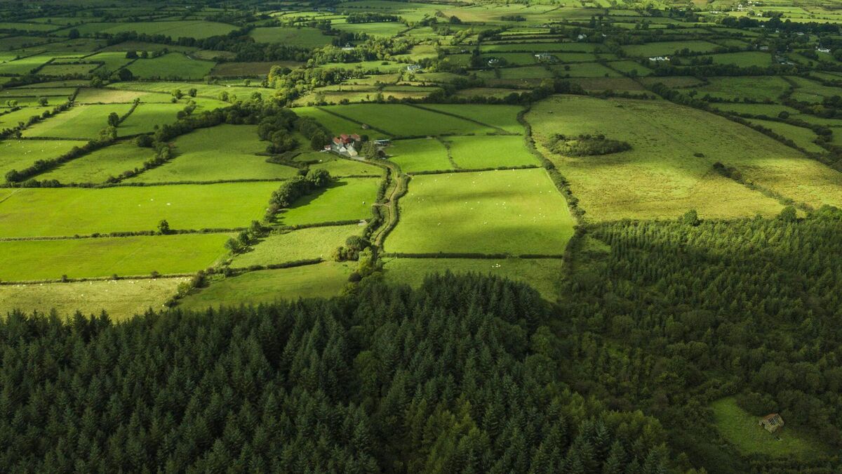 Ministers meet with Coillte to discuss controversial forestry deal - Vimarsana News