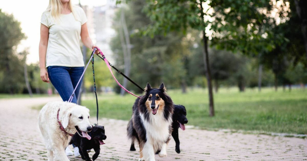 Pete the Vet Do you need a dog walker? Here's what you need to know