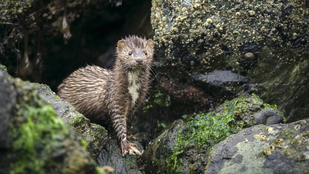 Richard Collins: New year, new start for Rathlin's ferret-catcher - Vimarsana News