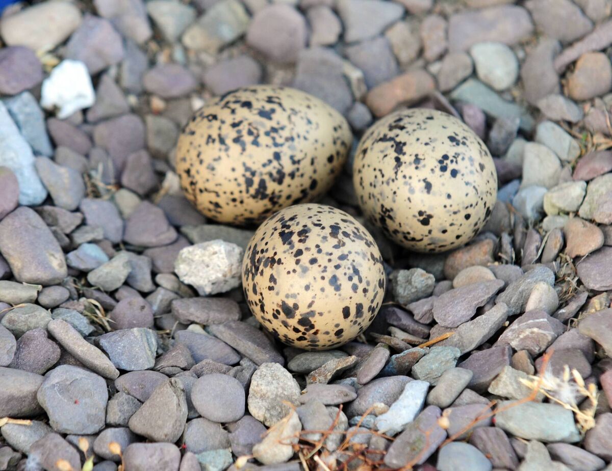 Oyster catcher eggs. Picture: Eddie O'Hare