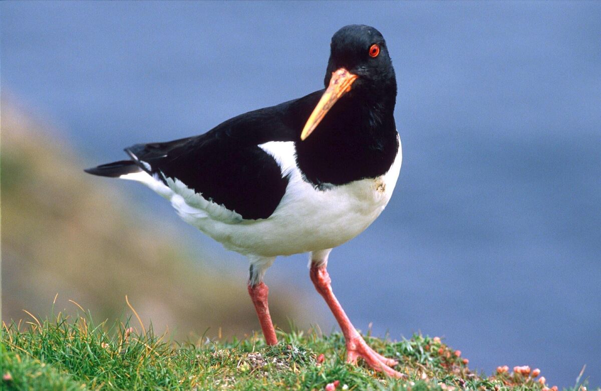 Oystercatcher: these birds often visit Ireland from Iceland and the Faroe Islands. Picture: David Cole
