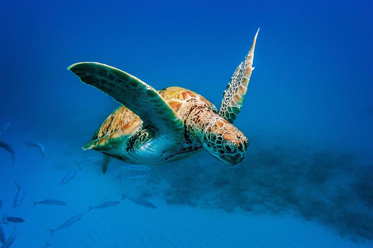 Turtle swimming in Barbados