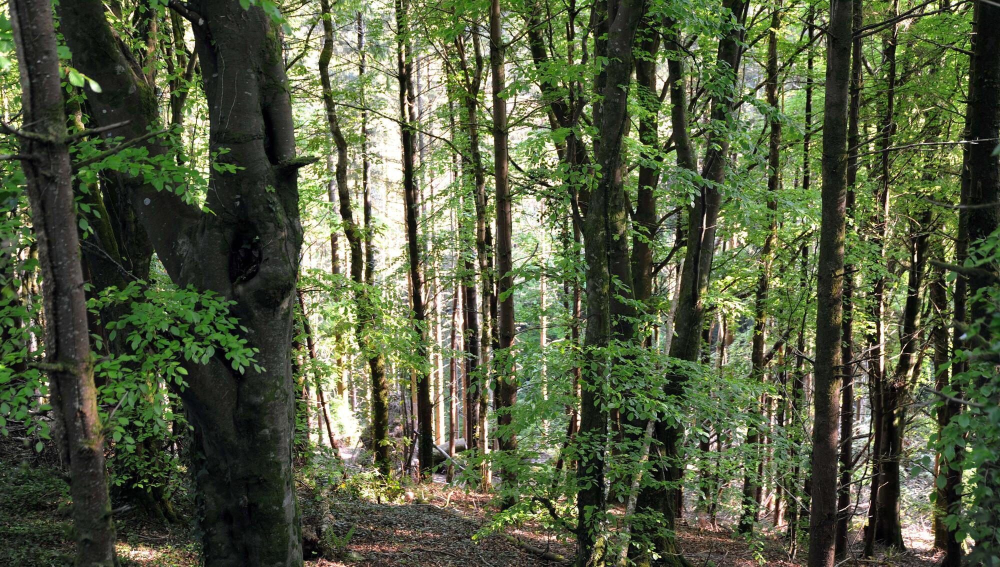 European Commission criticises Ireland’s forestry policy