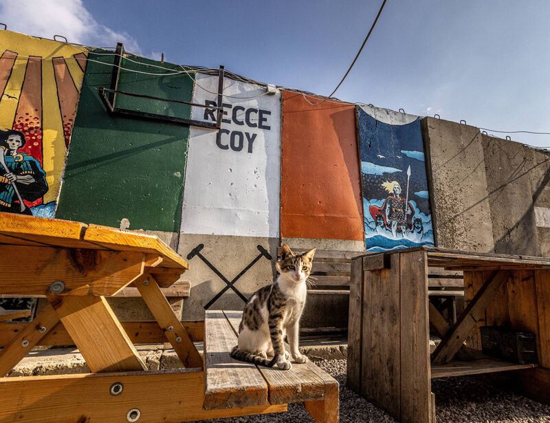 One of Camp Shamrock's kittens. Picture: Neil Michael. One of Camp Shamrock's kittens. Picture: Neil Michael.
