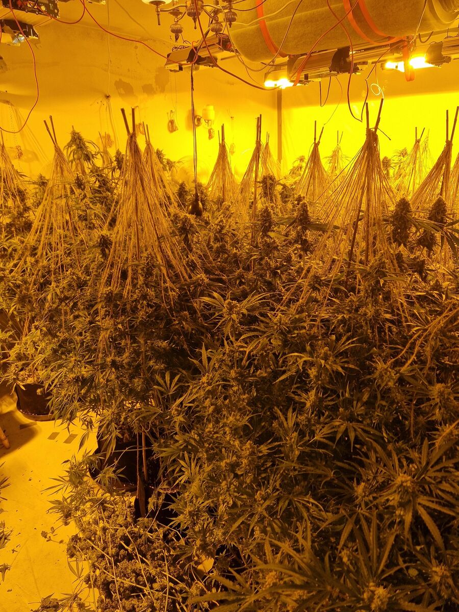 Cannabis plants seized by gardaí following a planned search of a residence in planned search of a residence in Aughrim (Gardai/PA)