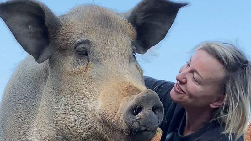 Irish Examiner view: Pet pigs get the short straw Irish Examiner view: Pet pigs get the short straw