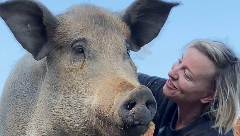 Irish Examiner view: Pet pigs get the short straw