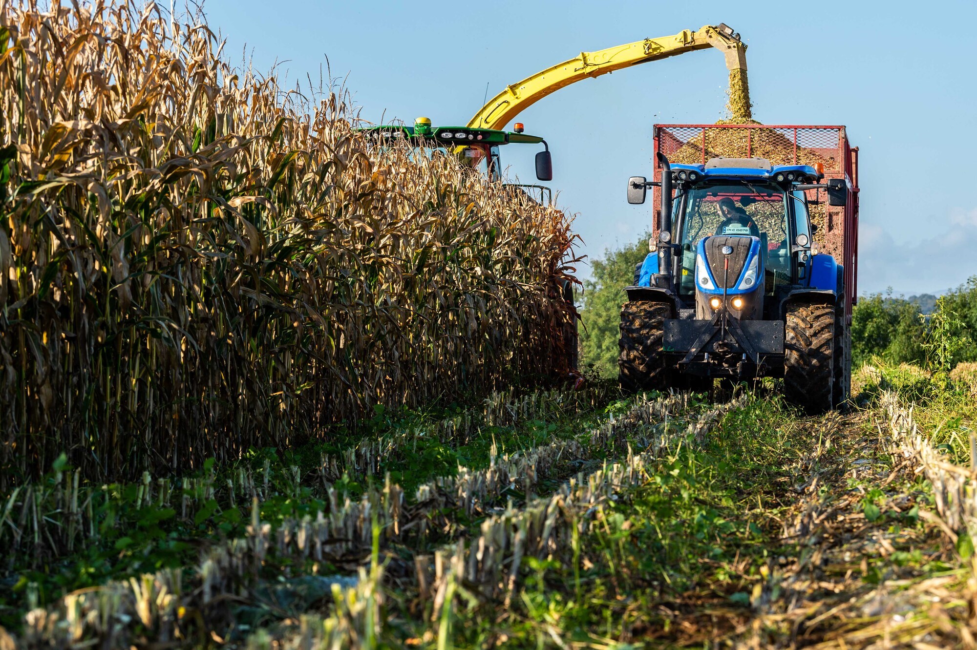 Mycotoxin survey: Watch out for exposure from dirty maize
