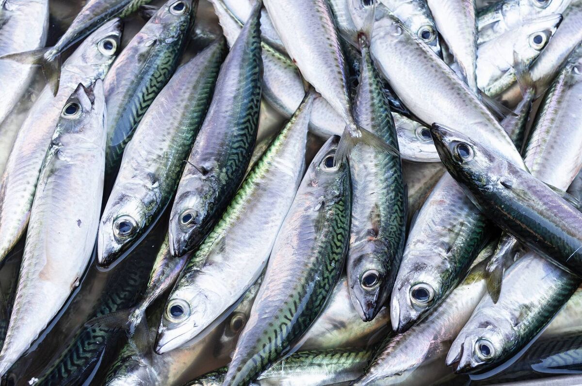 From 2021 to the end of 2023, pelagic fishers will have lost a total of 37,508 tonnes of their mackerel quota.