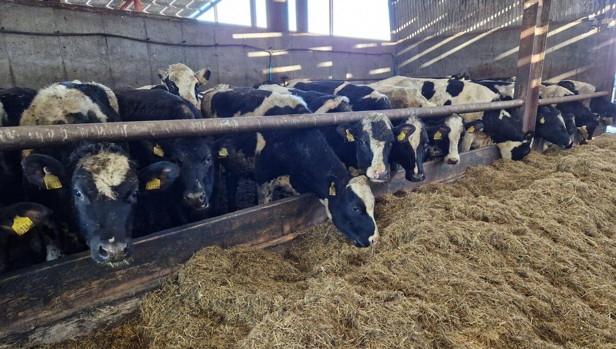 What sets Transformula apart from regular milk replacers and cow milk is its focus on microbial and physical development of the gastrointestinal tract.