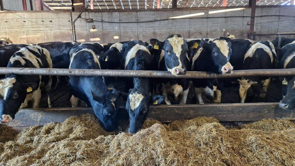Protect your calves' gut health with Transformula - Vimarsana News