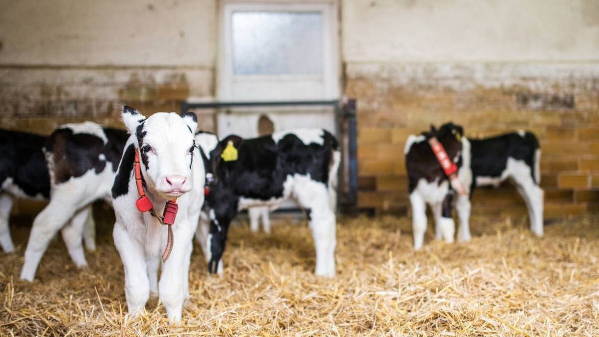 Vet-tested tips to keep your youngstock as safe as calf houses - Vimarsana News