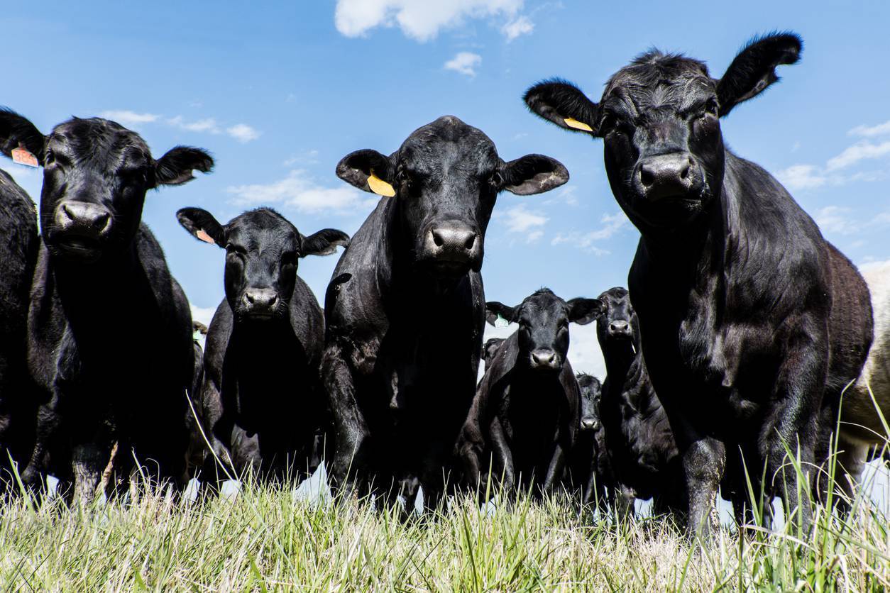 Beef prices: Breed bonuses paying off at just the right moment