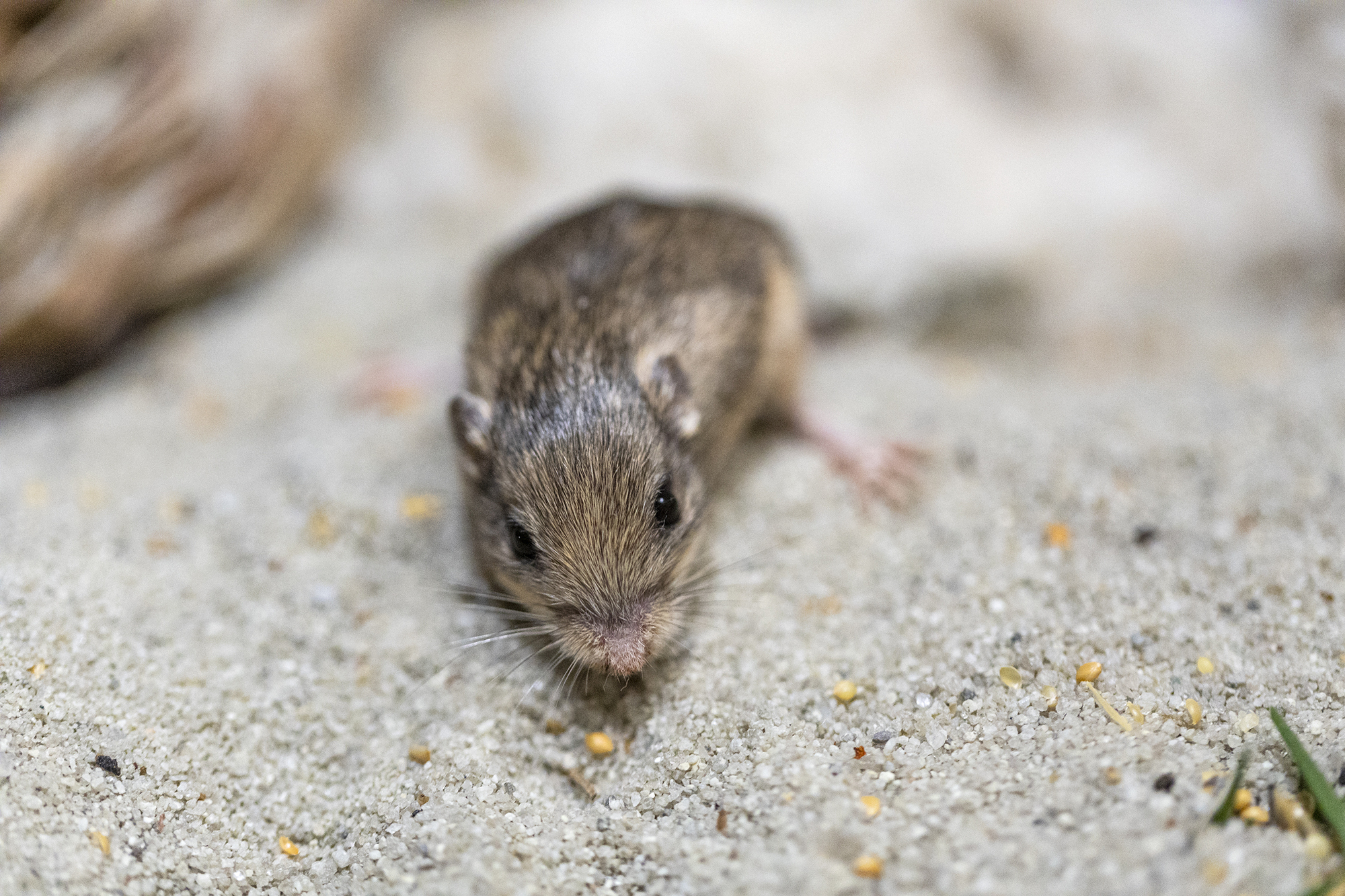 Tiny mouse named after Patrick Stewart nets Guinness world record