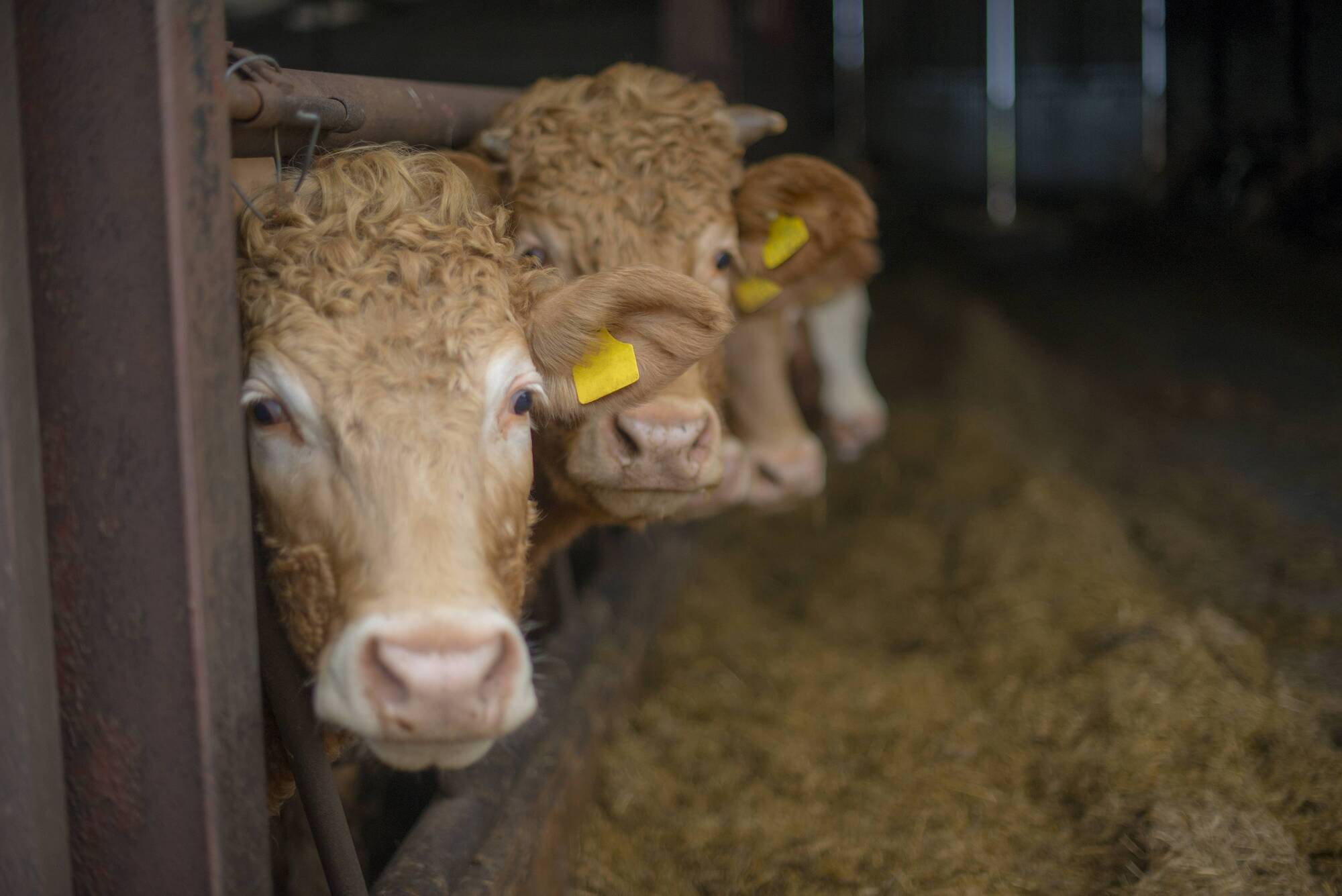 New report outlines how the beef sector can contribute to 25% emissions reduction target 