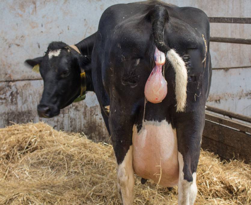 Herd Notes: Some common calving issues to make sure you act quickly on