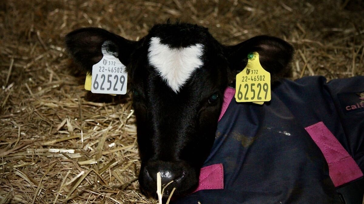 Paula Hynes: Love in the farmyard - despite the TB test! - Vimarsana News