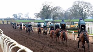 <p>TOP TEAM: The scene on the gallops ahead of The Cheltenham Festival with trainer Willie Mullins' team of horses. Pic: Healy Racing</p>