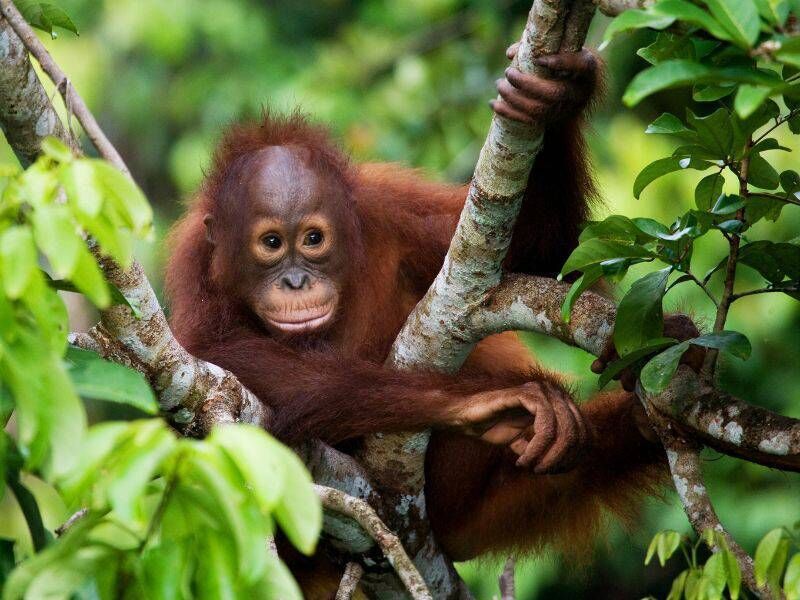 Set out on many wildlife excursions with expert guides in Borneo