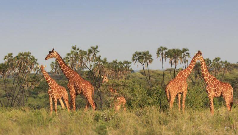 South Africa is the perfect option for families in search of their first-time safari experience.