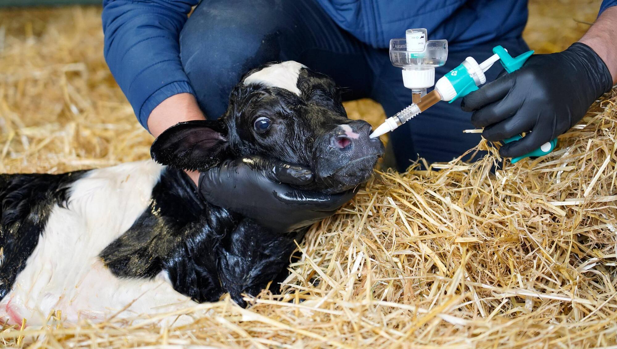 Protect your calves from day one, with “day of birth” vaccine administration 