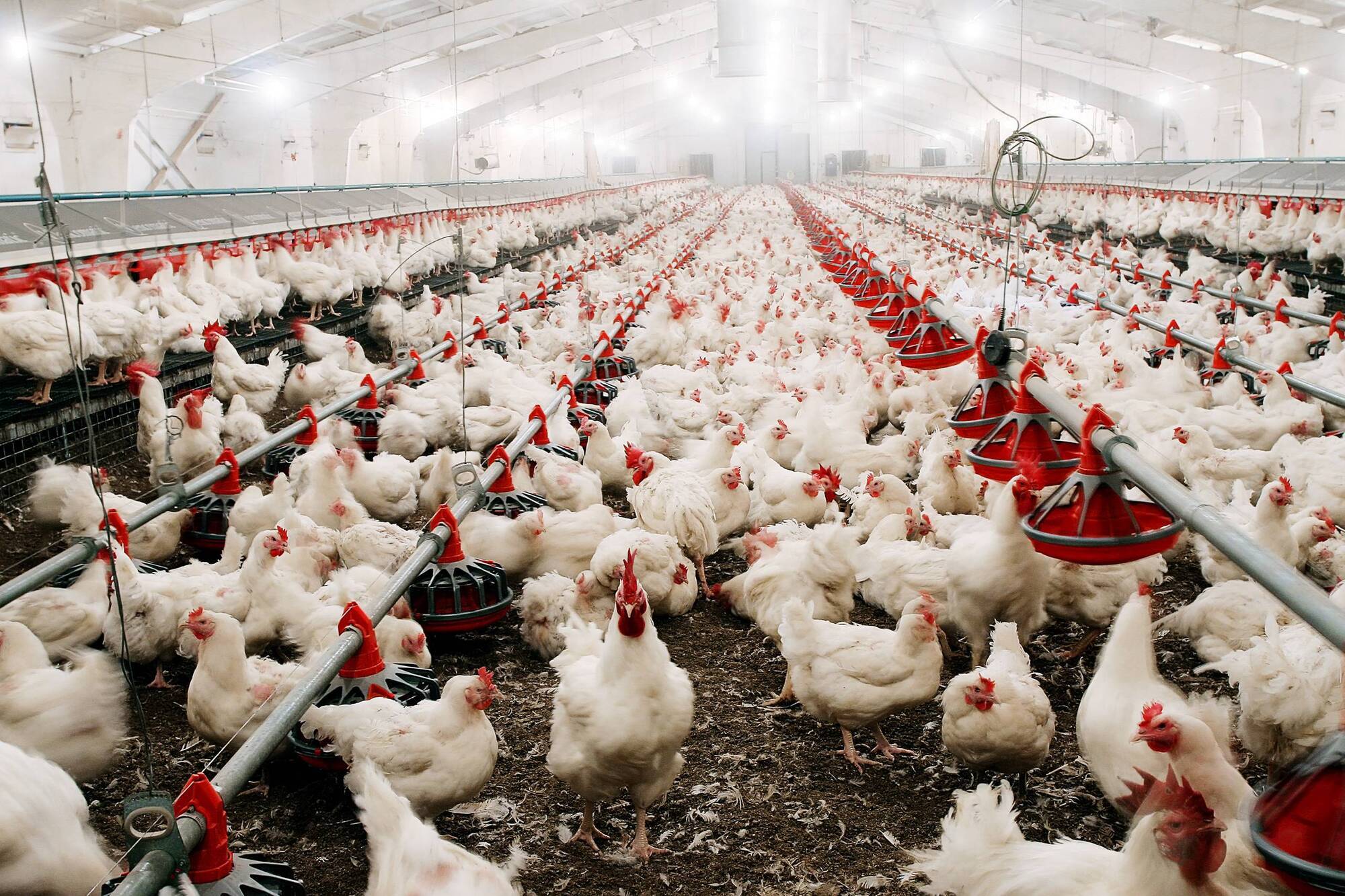 Salmonella outbreak at ninth poultry farm