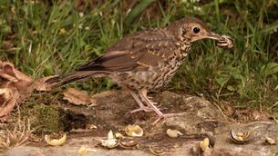 <p>Song Thrush (Turdus philomelos) smashing snails on a rock — the song thrush is also a prolific breeder and can have two or three broods in a season</p>