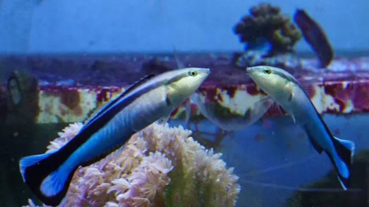 Richard Collins: Study shows fish can recognise their mirror image - Vimarsana News