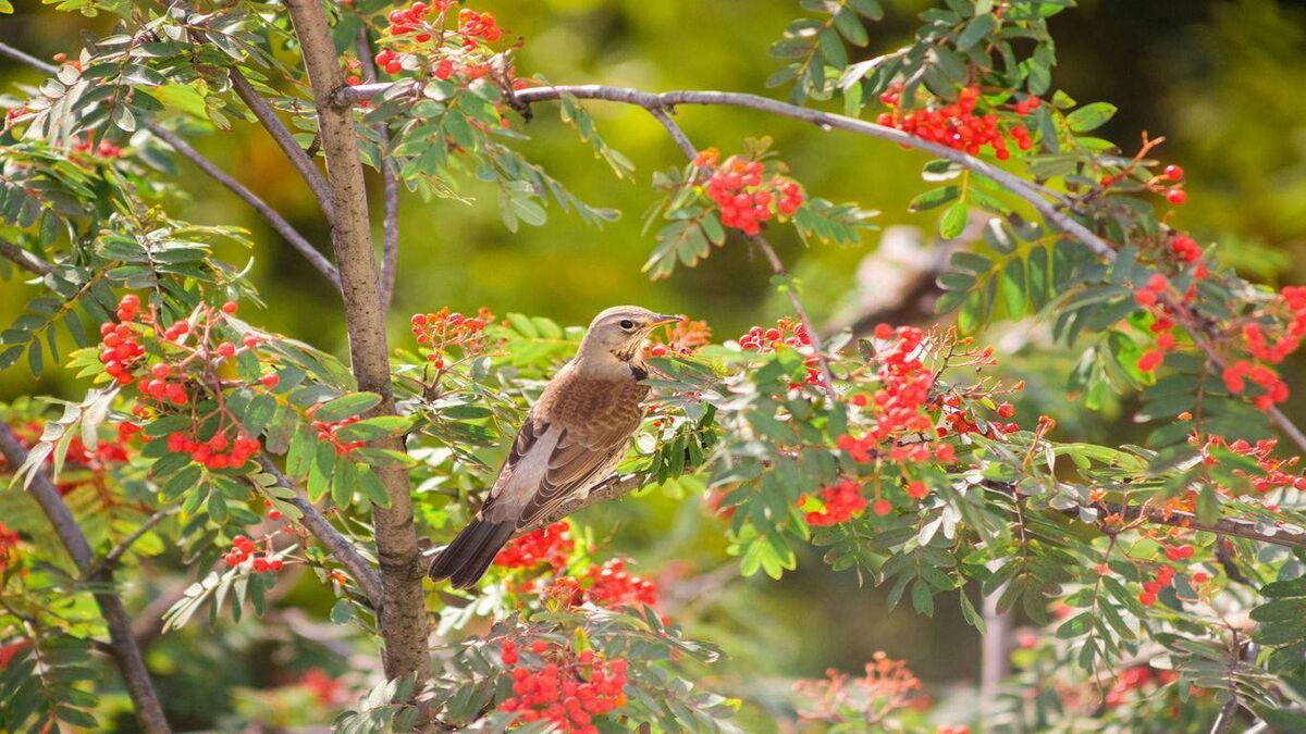 Rowan trees are among plants that produce lots of berries or seeds — others include ivy, honeysuckle, cotoneaster, holly and pyracantha Rowan trees are among plants that produce lots of berries or seeds — others include ivy, honeysuckle, cotoneaster, holly and pyracantha