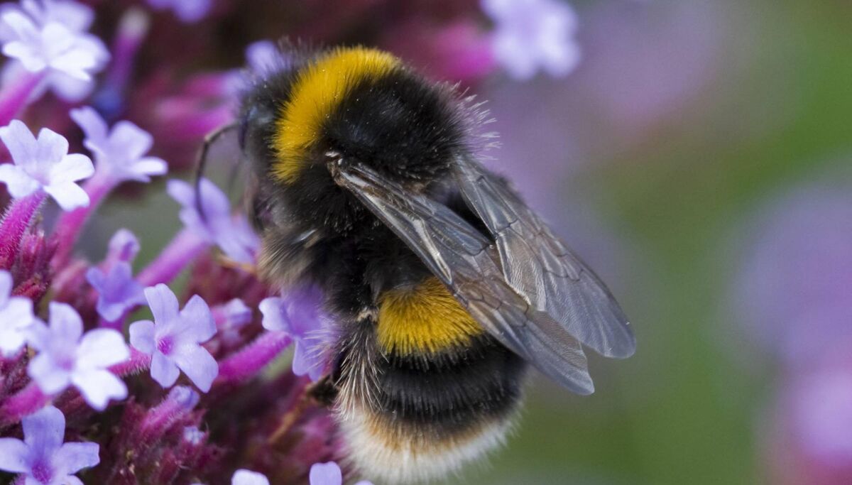 A bee on Verbena bonariensis — plant lavender, rosemary to attract bees A bee on Verbena bonariensis — plant lavender, rosemary to attract bees