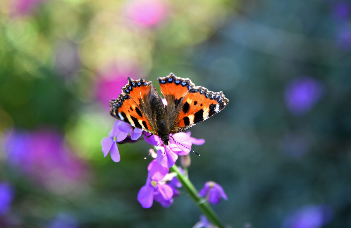 Plants such as nasturtiums or buddeleia will provide food and shelter for butterflies. Picture: Denis Minihane. Plants such as nasturtiums or buddeleia will provide food and shelter for butterflies. Picture: Denis Minihane.