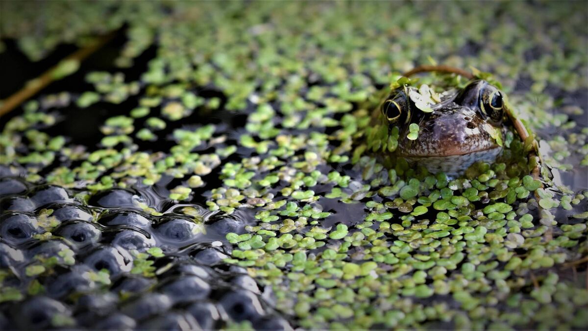 A pond in your garden could be a haven for frogs A pond in your garden could be a haven for frogs