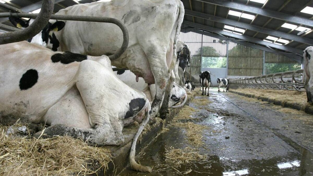 Slurry nitrogen content changes to restrict farms more than banding - Vimarsana News