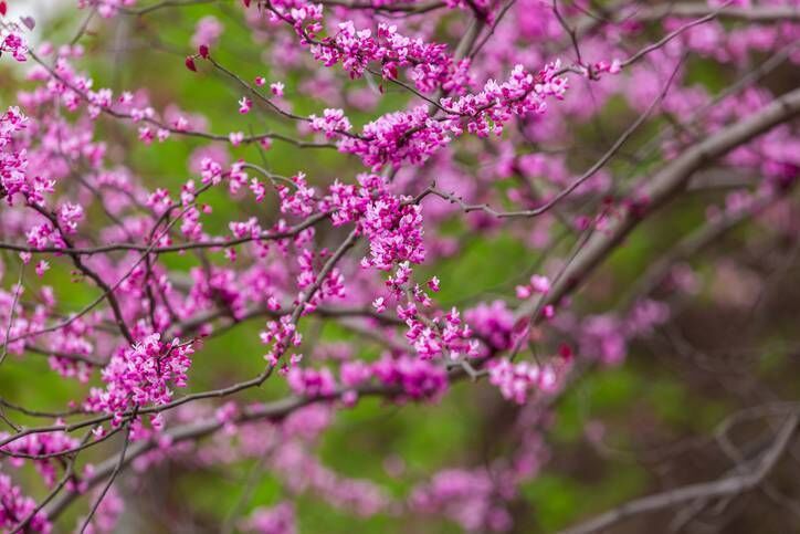 Beautiful pink blooms emerge in clusters from the Cercis canadensis Forest Pansy along mahogany-wine-coloured stems in late winter and early spring. File picture: iStock