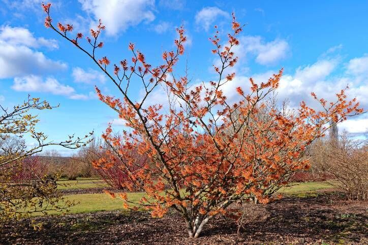 Depending on the variety you choose you will have yellow, or copper or maybe red colours adorning your witch hazel right now. File picture: iStock