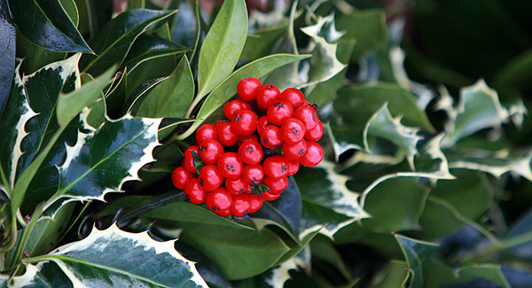 Holly’s the berries this year