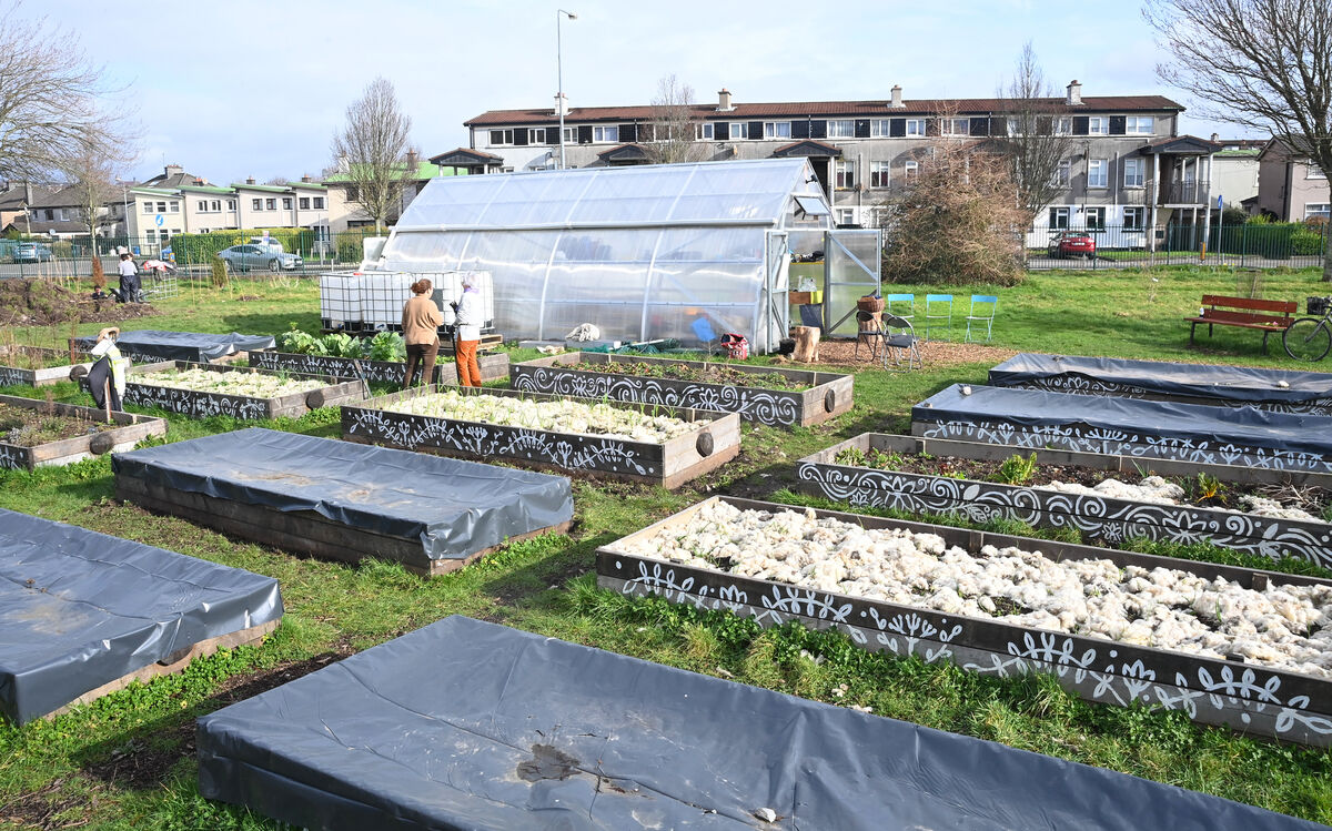 The Togher Community Garden. Picture: Larry Cummins
