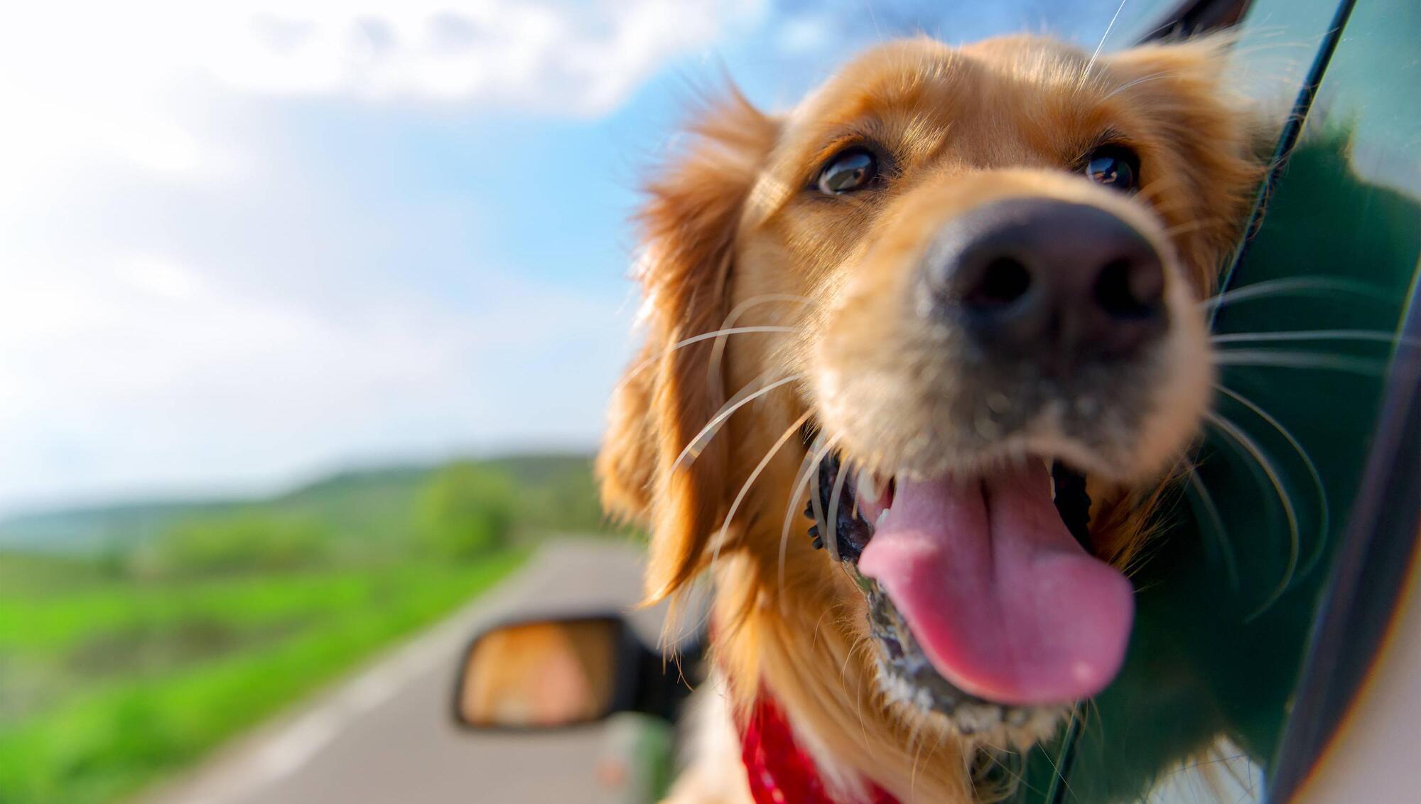 Pete the Vet: Going overseas this year? Read this if you're taking your pet