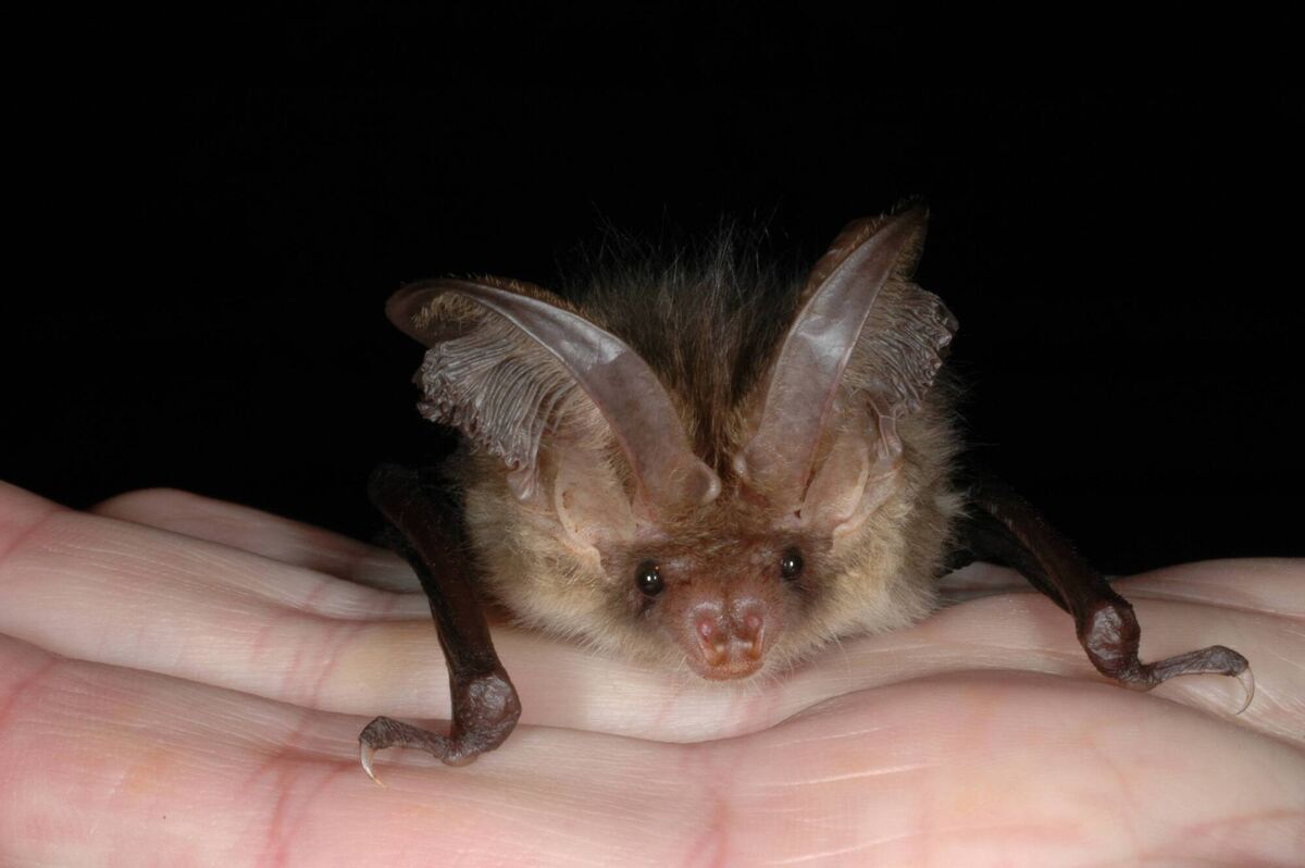 The NPWS carried out an investigation in 2019 and found that works had been carried out which potentially could have disturbed the roosting of brown long-eared bats. Picture: Phil Richardson