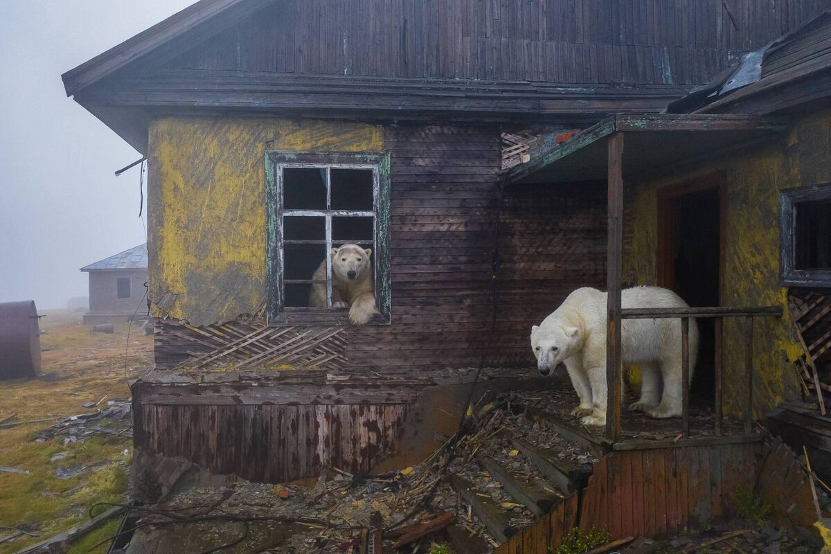 Polar bears roaming among deserted settlement buildings on Kolyuchin Island, Chukotka, Russia. Picture: Dmitry Kokh Polar bears roaming among deserted settlement buildings on Kolyuchin Island, Chukotka, Russia. Picture: Dmitry Kokh